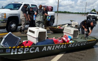 Phillips Pet Food and Supplies Comes Together with the Pet Industry in Hurricane Harvey Relief Efforts